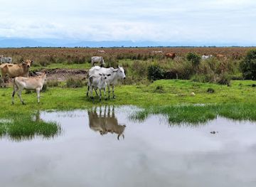 colombia/los-llanos/attraction/hato-barley