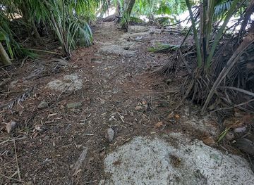 seychelles/anse-boudin/attraction/crab-forrest-path