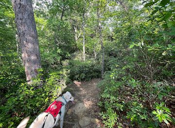 kentucky/red-river-gorge-geological-area/attraction/hidden-arch-trailhead
