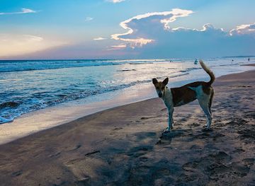 sri-lanka/matara-district/attraction/meddawata-beach