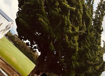 new-zealand/manawatu-wanganui/attraction/sammy-s-lucky-tree