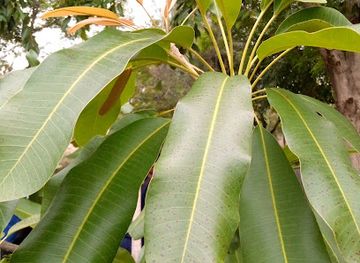 nigeria/kano/attraction/kano-botanic-garden