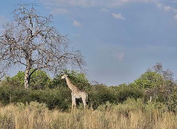 botswana/linyanti-wildlife-reserve/attraction/selinda-game-reserve-private-ng-16