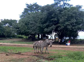 KWS-Kisumu Impala Sanctuary
