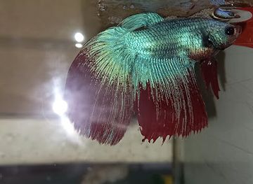 fiji/nausori/attraction/aquazilla-fiji