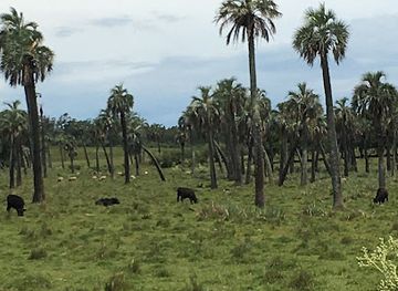 uruguay/valizas/attraction/palmares-de-rocha