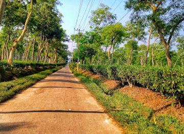 bangladesh/srimangal/attraction/kalighat-rubber-garden
