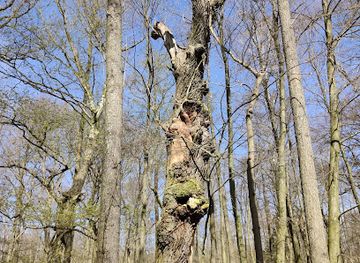 germany/mecklenburg/attraction/konigseichen