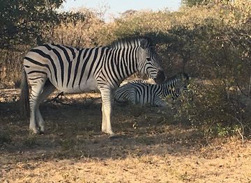 botswana/moremi-game-reserve/attraction/khama-rhino-sanctuary