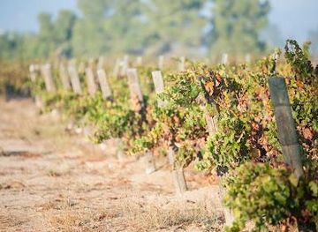 california/pismo-beach/attraction/field-recordings-winery