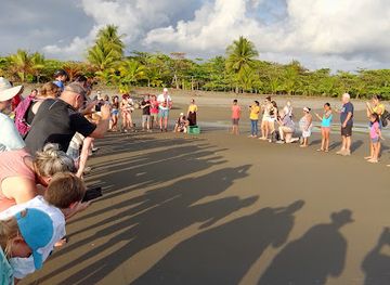 costa-rica/manuel-antonio-national-park/attraction/baby-sea-turtle-release
