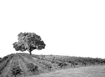 california/pismo-beach/attraction/midnight-cellars