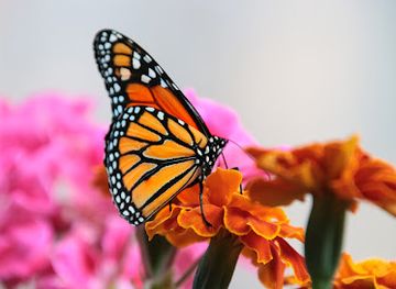 illinois/elgin/attraction/the-nena-butterfly-garden