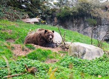 washington/seattle/attraction/woodland-park-zoo