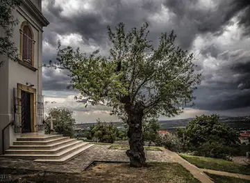 The Almond Tree of the Snowy Hill in Pécs