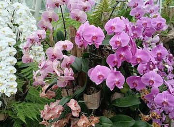 singapore/bugis/attraction/national-orchid-garden