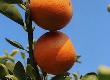 india/punjab/attraction/madhu-vatika