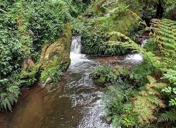 burundi/nyungwe-forest-national-park/attraction/kamiranzovu-hiking-trail