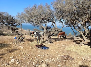 morocco/tafilalt/attraction/amazir-cheval