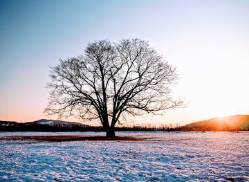 japan/hokkaido/attraction/haruniretree