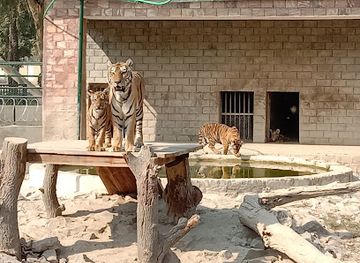 pakistan/cholistan-desert/attraction/lion-area