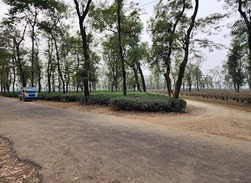 bangladesh/jaflong/attraction/jaflang-cha-bagan