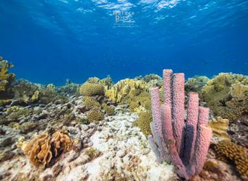 curacao/playa-kenepa/attraction/reef-with-coral-and-sponge