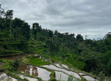 indonesia/west-nusa-tenggara/attraction/rice-fields