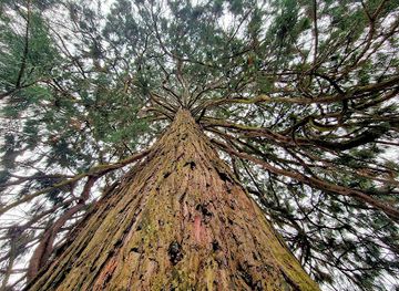 switzerland/thun/attraction/riesenmammutbaum-sequoiadendron-giganteum
