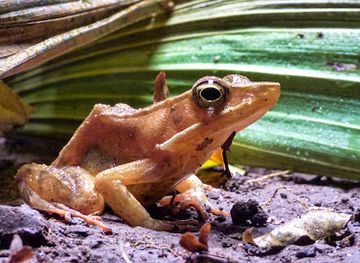 costa-rica/rincon-de-la-vieja-national-park/attraction/frog-s-paradise
