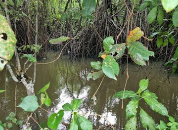 thailand/koh-phangan/attraction/summer-trail-walk-mangrove-forest