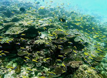 maldives/gaafu-alif-atoll/attraction/maarehaa-kandu