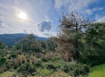 cyprus/machairas-forest/attraction/machairas-lazania-nature-trail