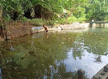 indonesia/maluku/attraction/giant-eel-morea
