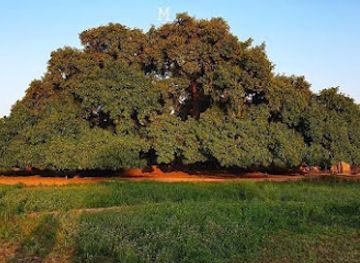 pakistan/central-punjab/attraction/pakistan-s-oldest-tree