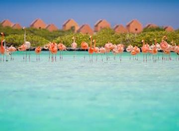 curacao/klein-curacao/attraction/bonaire-tours-vacations