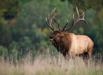 montana/rocky-mountain-front/attraction/rocky-mountain-elk-foundation