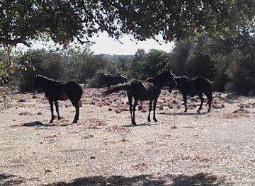 italy/sardinia/attraction/civico-museo-del-cavallino-della-giara