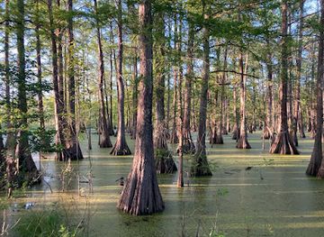 louisiana/atchafalaya-basin/attraction/louisiana-swamp-tours