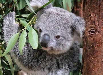 australia/sydney/attraction/featherdale-sydney-wildlife-park