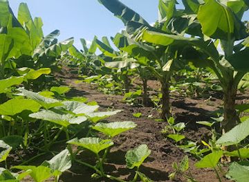 malawi/blantyre/attraction/rocham-farms