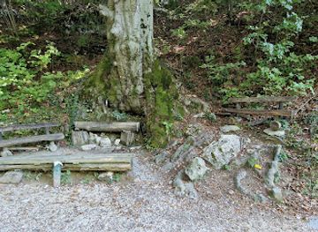 slovenia/celje/attraction/trobiseva-bukev