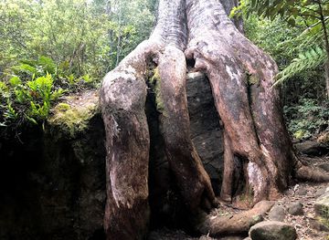 australia/mount-field-national-park/attraction/octopus-tree