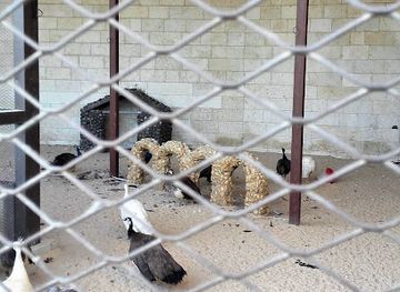 jordan/irbid/attraction/bird-garden-irbid