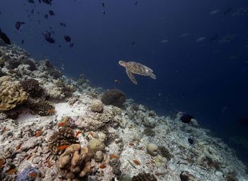 maldives/vaavu-atoll/attraction/darkgreen-adventures-turtle-reef