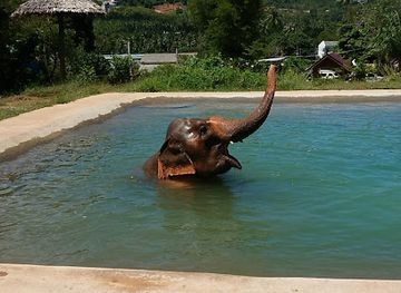 thailand/samui-archipelago/attraction/samui-elephant-sanctuary-bophut