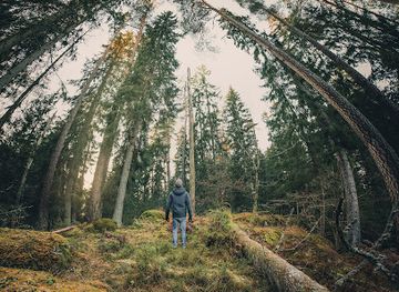 sweden/ostergotland/attraction/saby-vasterskog