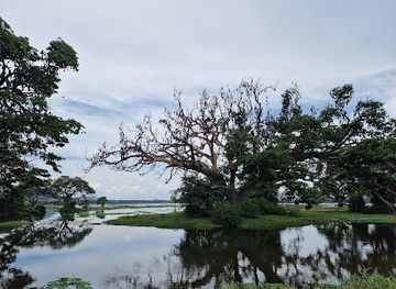 sri-lanka/bundala-national-park/attraction/fruit-bats-view-point
