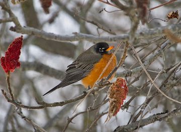 indiana/indiana-dunes-national-park/attraction/indiana-dunes-national-park-west-beach-entry-station