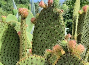 france/luberon/attraction/jardin-des-plantes-tinctoriales